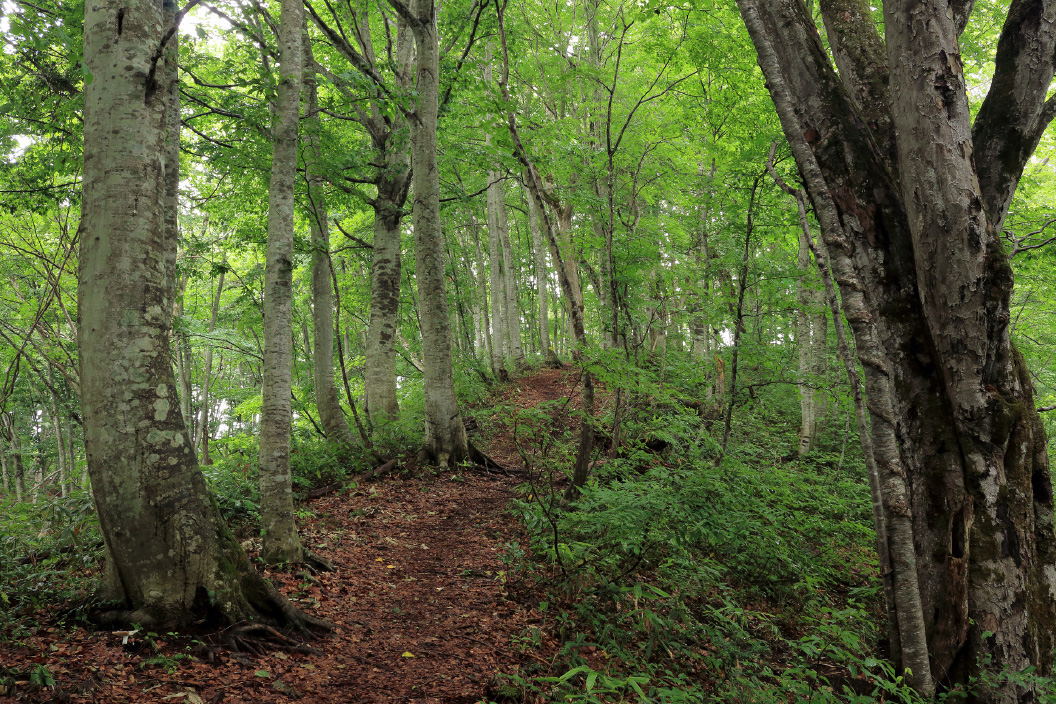 癒しの森(布沢)