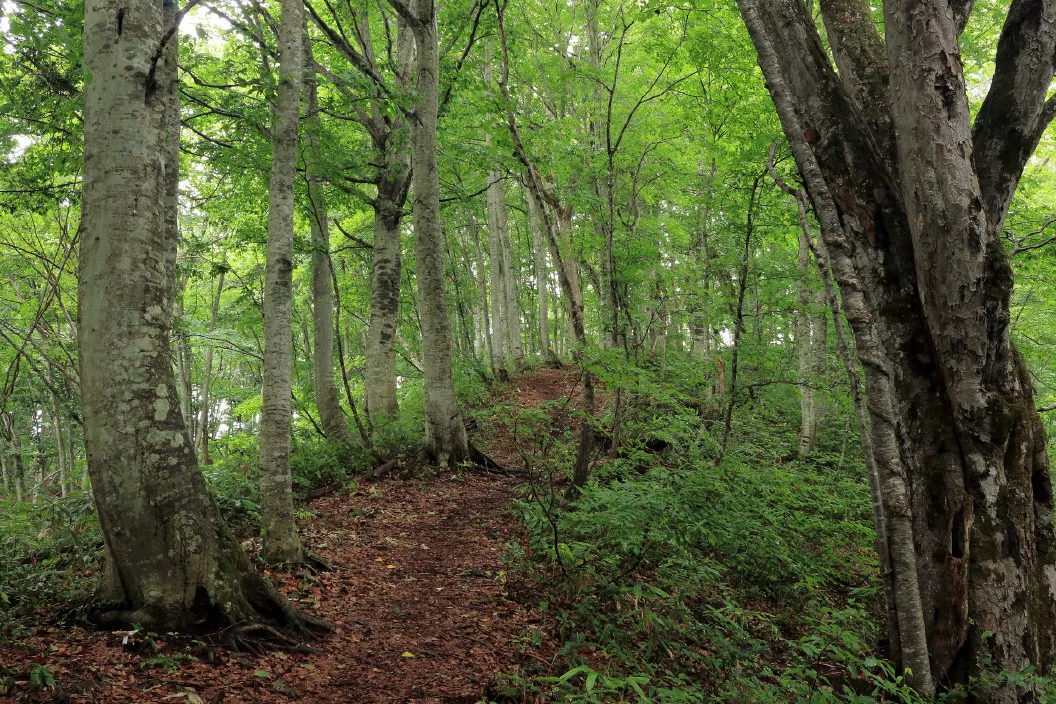癒しの森(布沢)