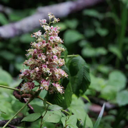 ブナの森の植物