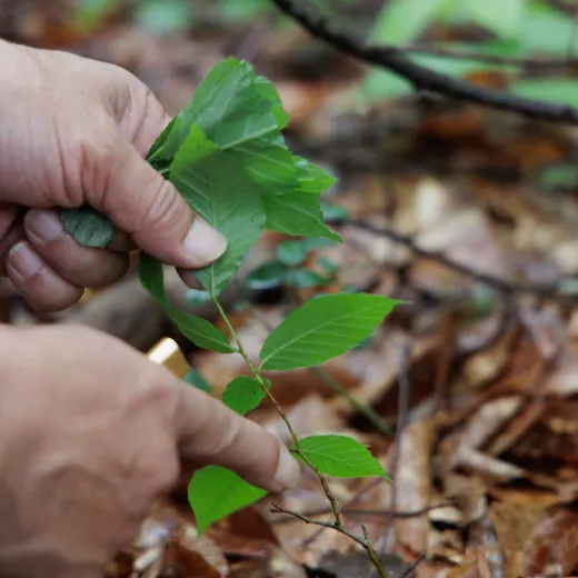 ブナの森の植物