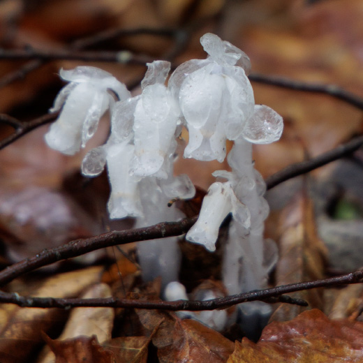 ブナの森の植物