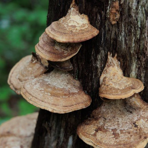 ブナの森の植物