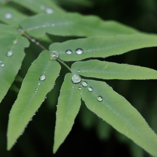 ブナの森の植物